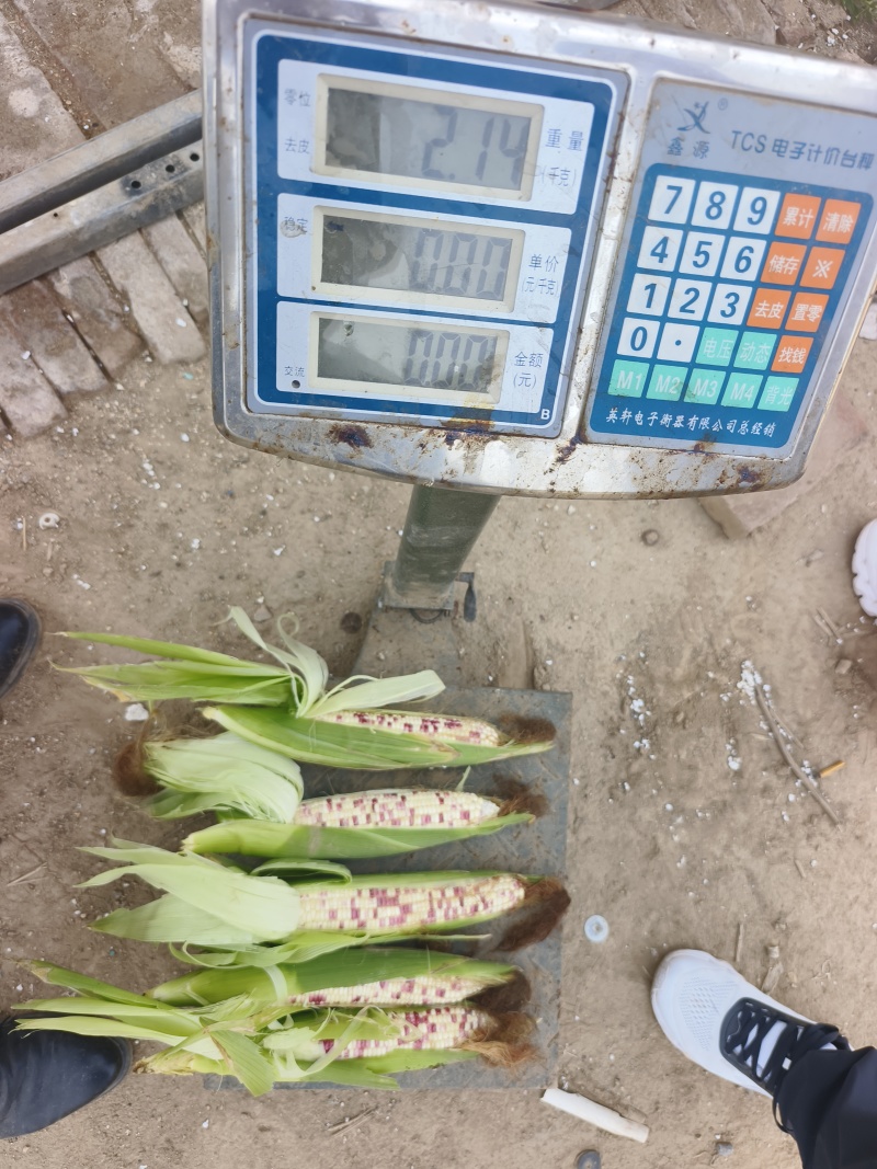 花糯玉米单个重450克