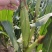 花糯玉米单个重450克