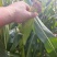 花糯玉米单个重450克