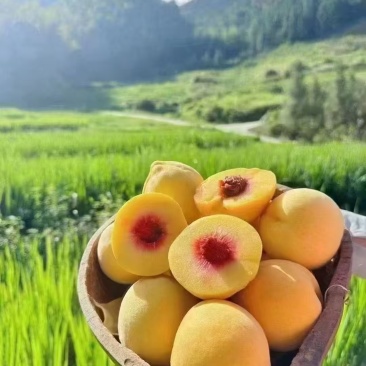 炎陵黄桃，高山黄桃