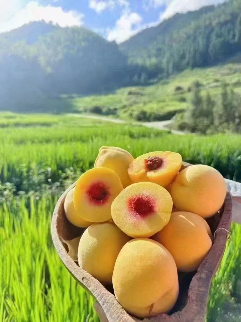 炎陵黄桃，高山黄桃