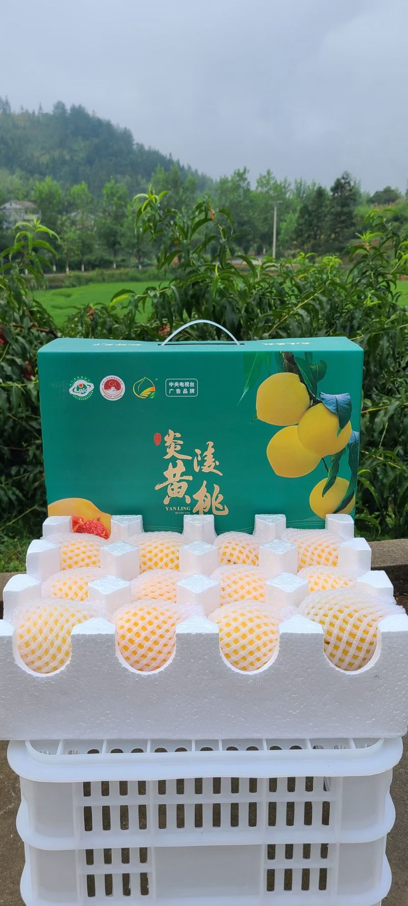 炎陵黄桃，高山黄桃