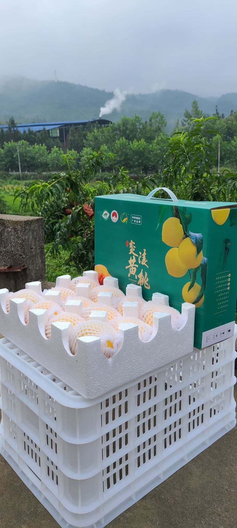 炎陵黄桃，高山黄桃