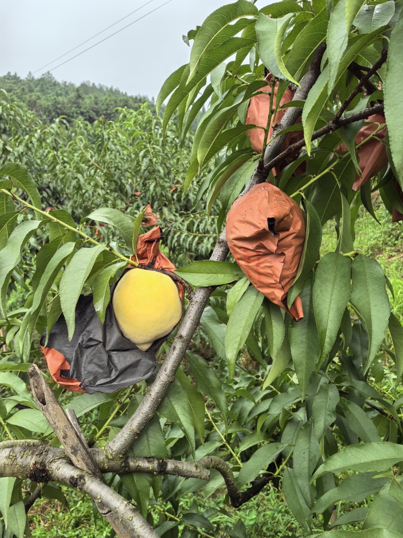 炎陵黄桃，高山黄桃