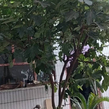 出售无花果树