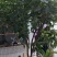 出售无花果树