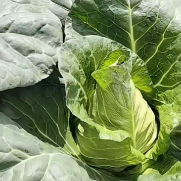 昭通包菜