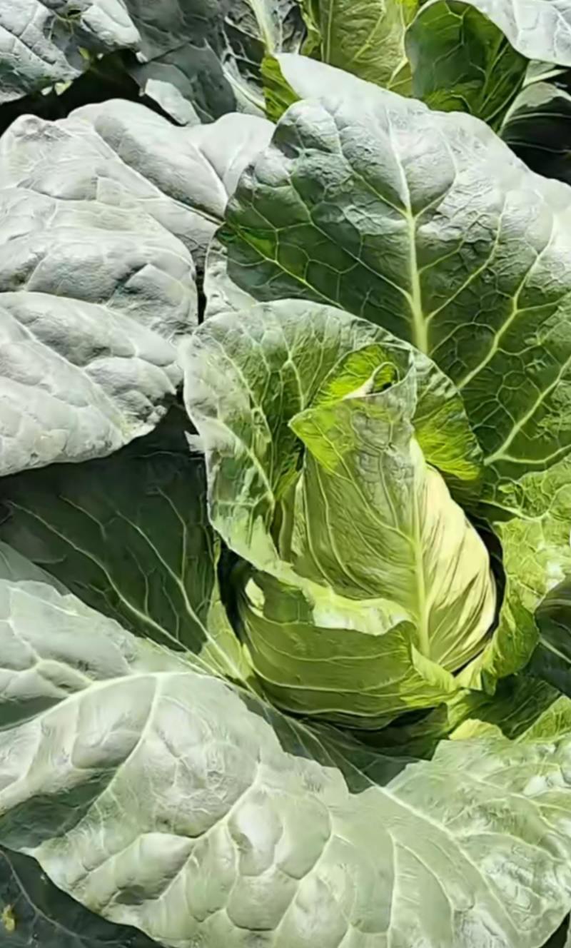 昭通包菜