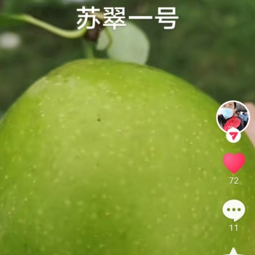 翠冠梨
