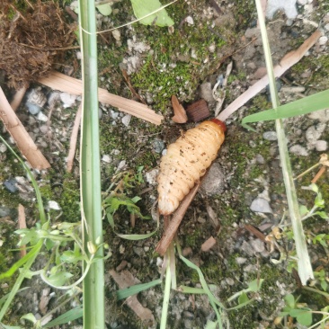 斗米虫