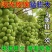 西昌阳光玫瑰