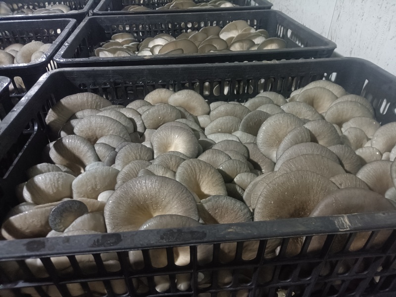 平菇