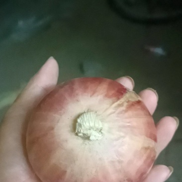 洋葱