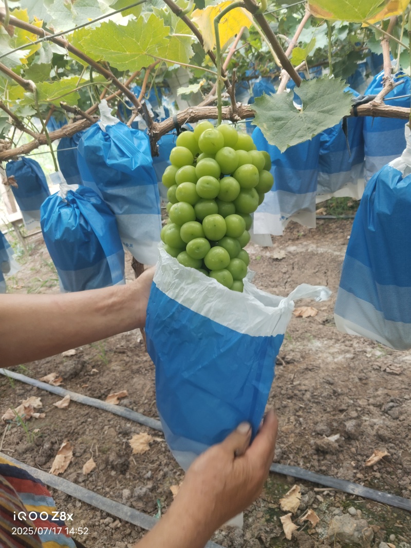 🌞**【自产阳光玫瑰】新鲜上市！**