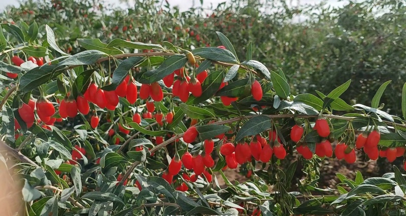 靖远枸杞