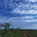 靖远枸杞