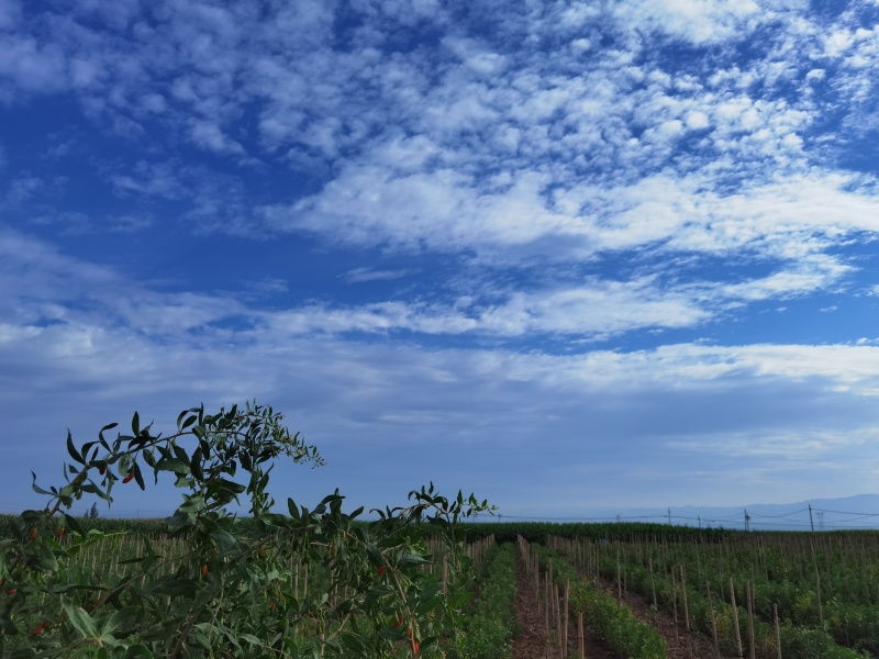 靖远枸杞
