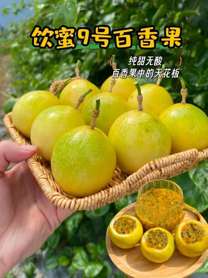 钦密九号百香果
