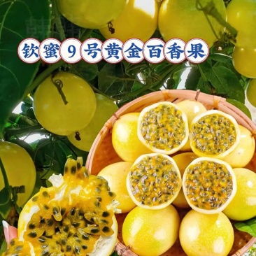 钦密九号百香果