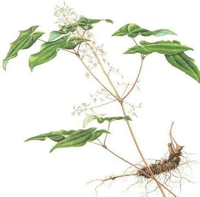 剑叶高含量淫羊藿种苗