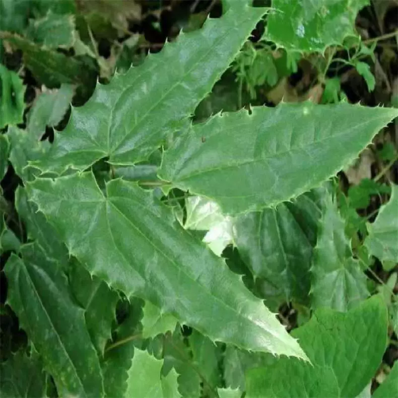 剑叶高含量淫羊藿种苗