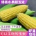 棉花山村玉米