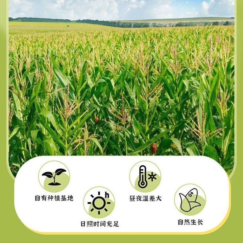 棉花山村玉米