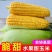 棉花山村玉米