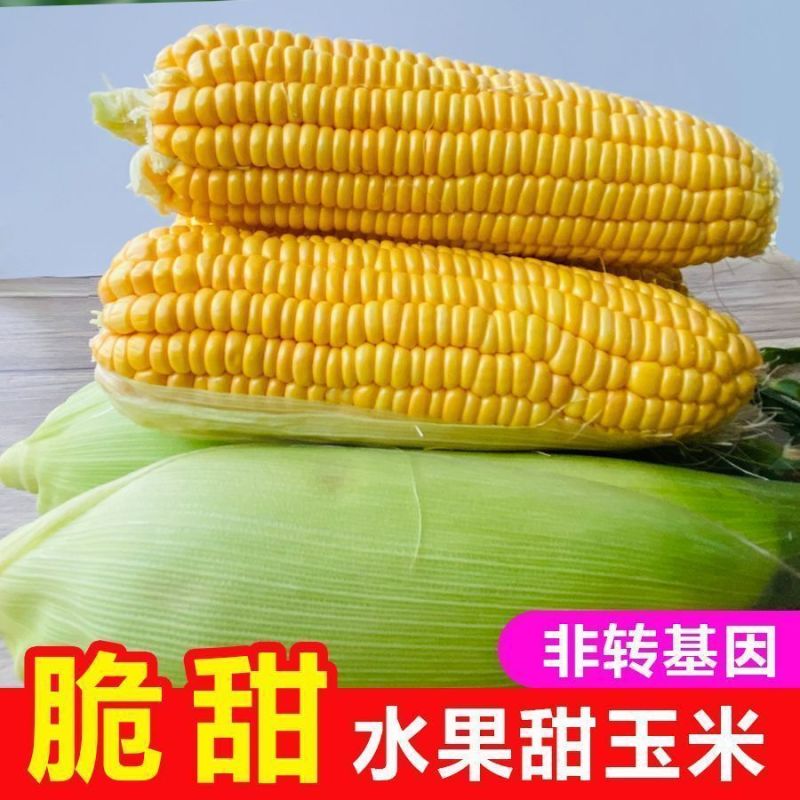 棉花山村玉米