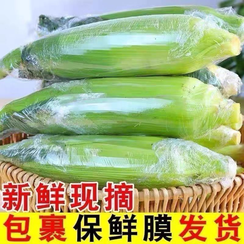棉花山村玉米