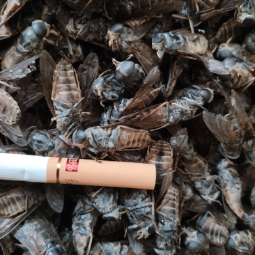 产新牛蚊子，牛牤虫