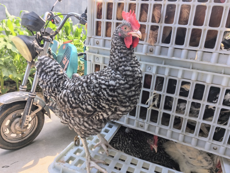 芦花公鸡