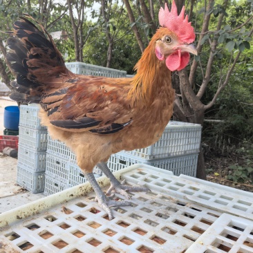 麻羽绿壳公鸡