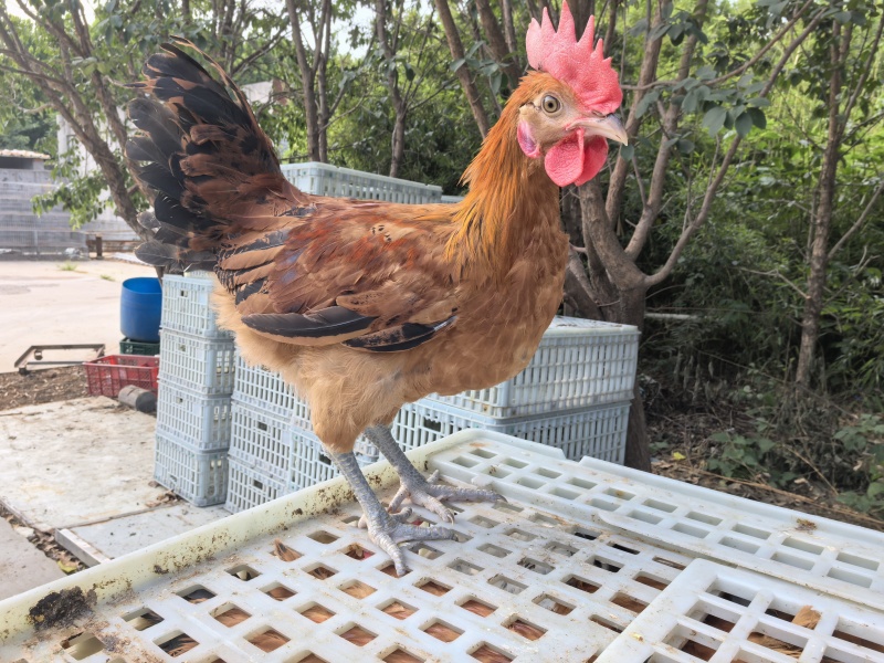 麻羽绿壳公鸡