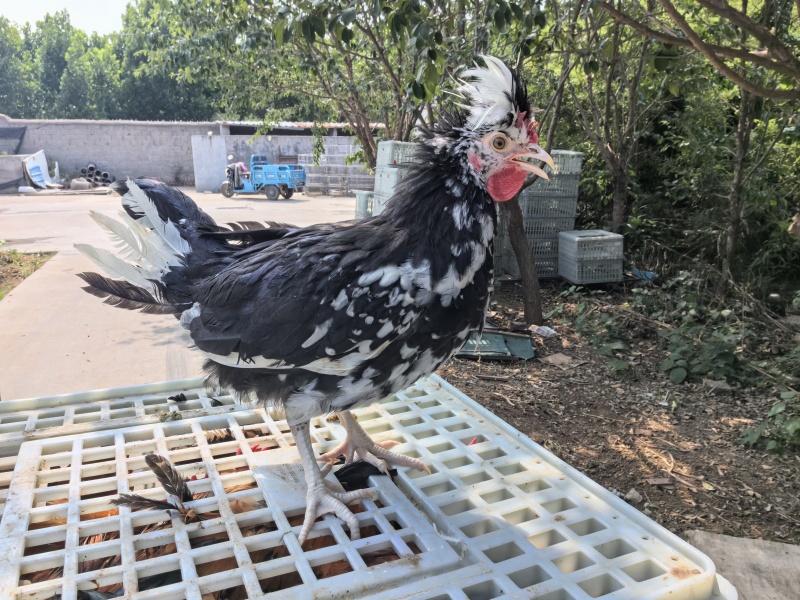 贵妃公鸡