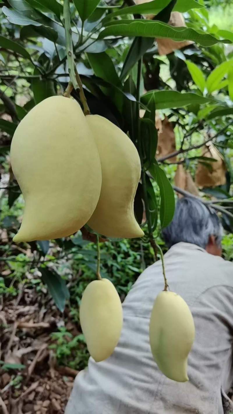 鹰嘴芒大量上市，价格便宜，保质保量