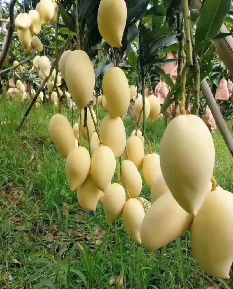 鹰嘴芒大量上市，价格便宜，保质保量