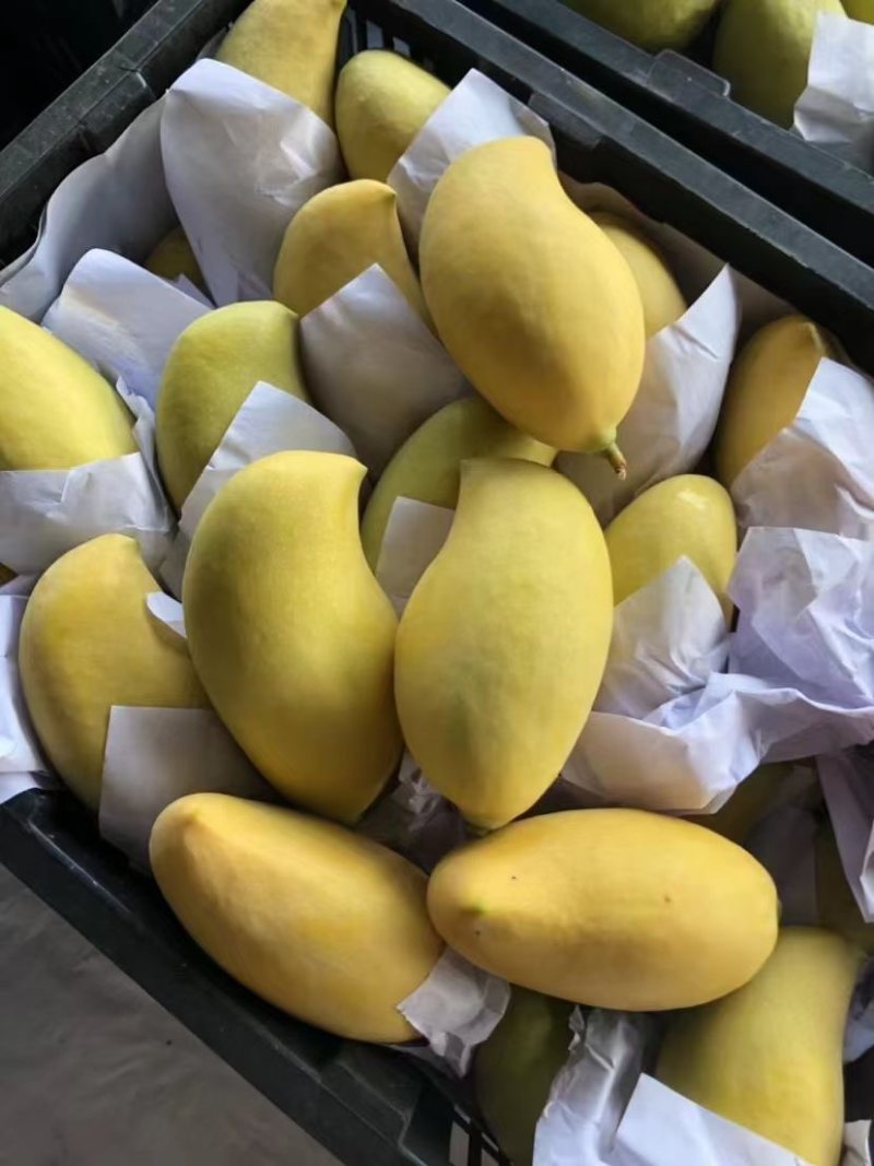 鹰嘴芒大量上市，价格便宜，保质保量