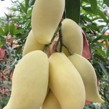 鹰嘴芒大量上市，价格便宜，保质保量