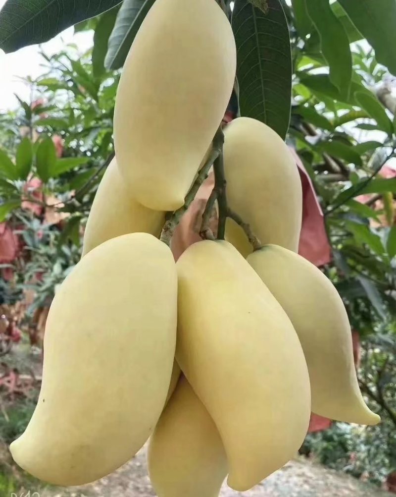 鹰嘴芒大量上市，价格便宜，保质保量
