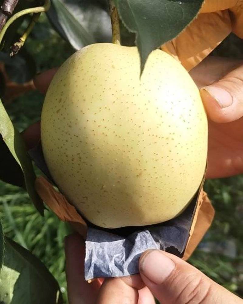 皇冠梨
