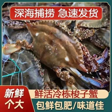 梭子蟹