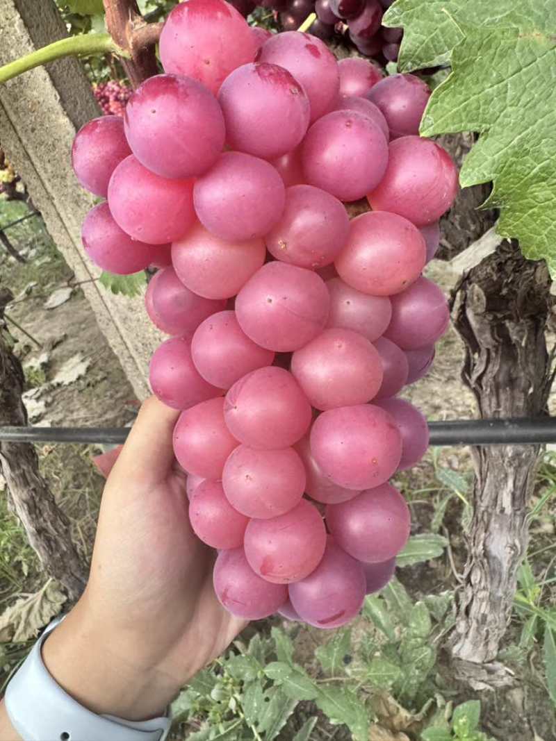 巨峰葡萄