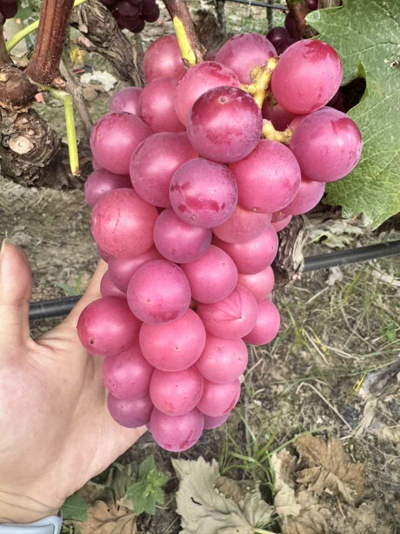 巨峰葡萄