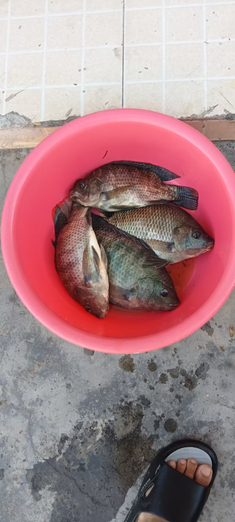 罗非鱼