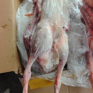大鹅肉，仔鹅肉