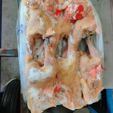 公鸡白条鸡