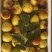 大荔冬枣