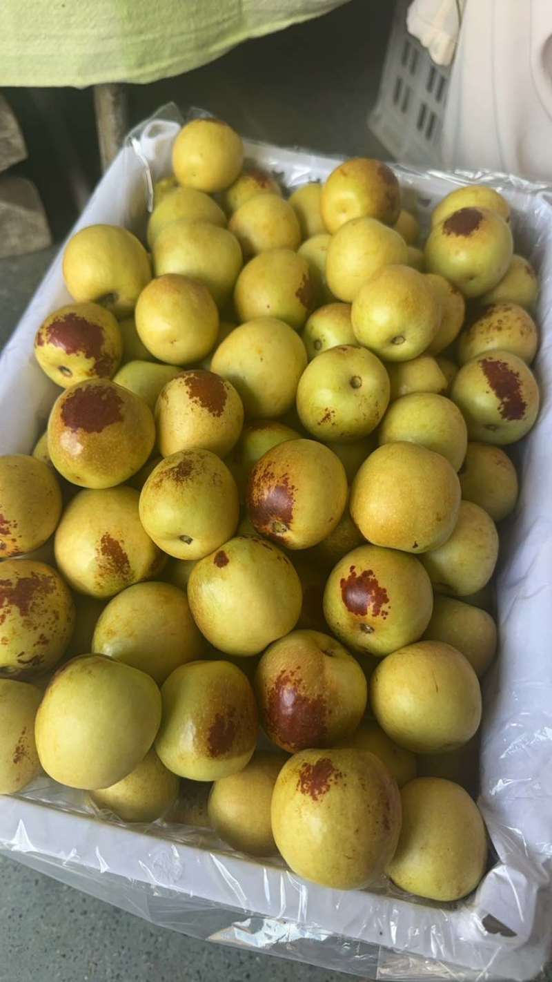 大荔冬枣