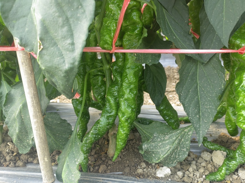 辣椒